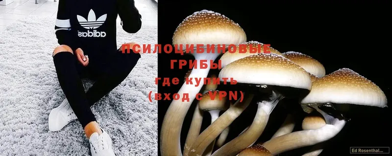 Псилоцибиновые грибы Psilocybine cubensis  кракен вход  Белая Калитва  как найти наркотики 